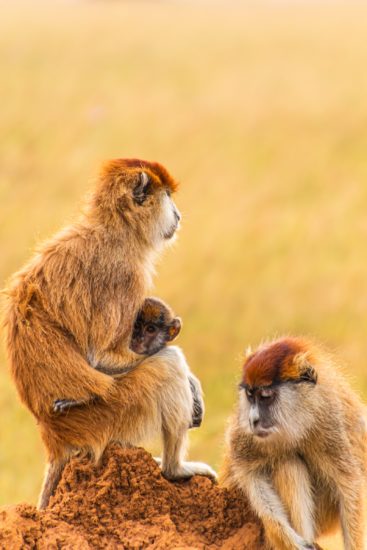 patas-singe-tanzanie-367x550.jpg