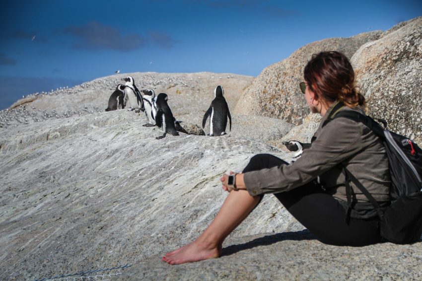 penguins-4668754_1280-1-850x566.jpg