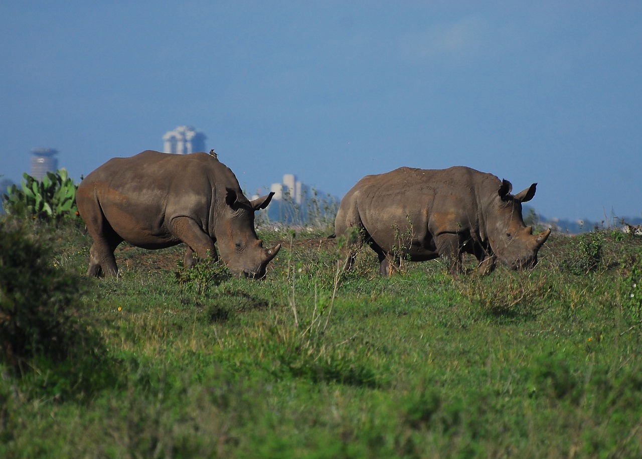 rhino-4422728_1280.jpg