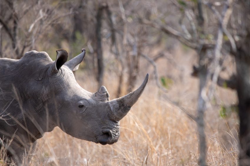rhino-4688430_1280-850x566.jpg