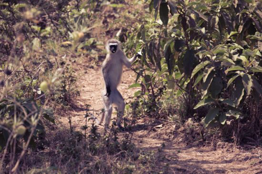 singe-grivet-tanzanie-550x367-2.jpg