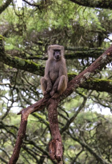 singe-tanzanie-377x550.jpg