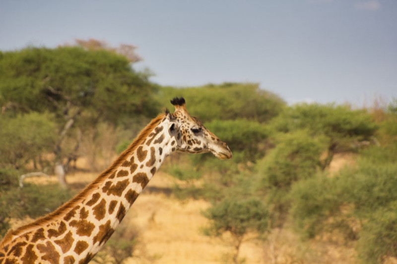 Avis de Clémence - Voyage en Tanzanie
