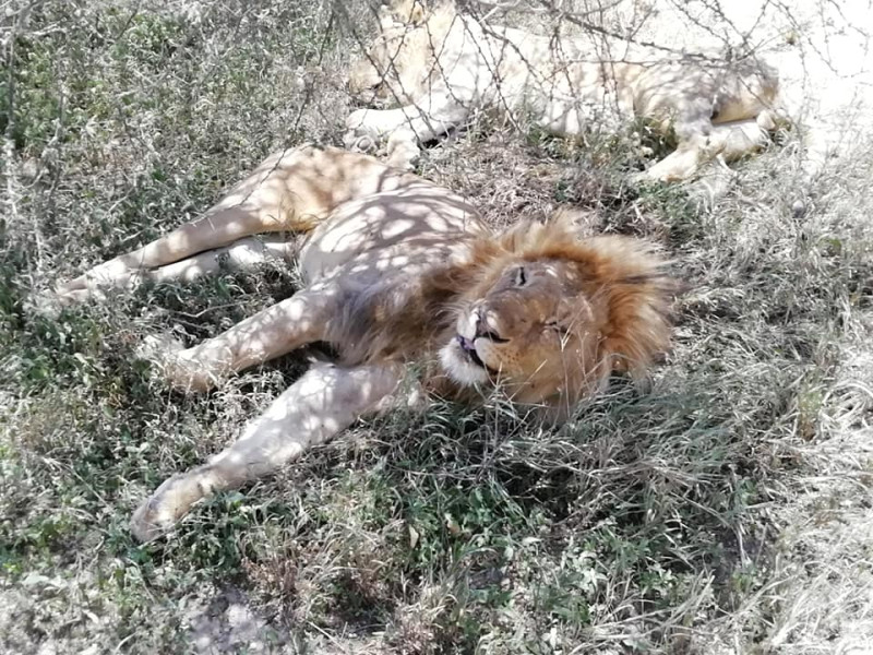 Avis de Elise P. - Voyage en Tanzanie
