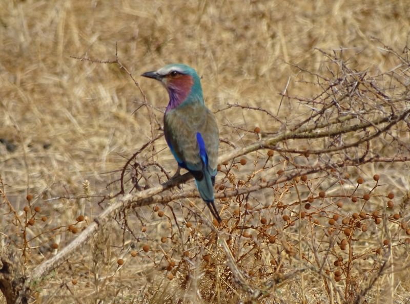 Avis de Laurence - Voyage en Tanzanie