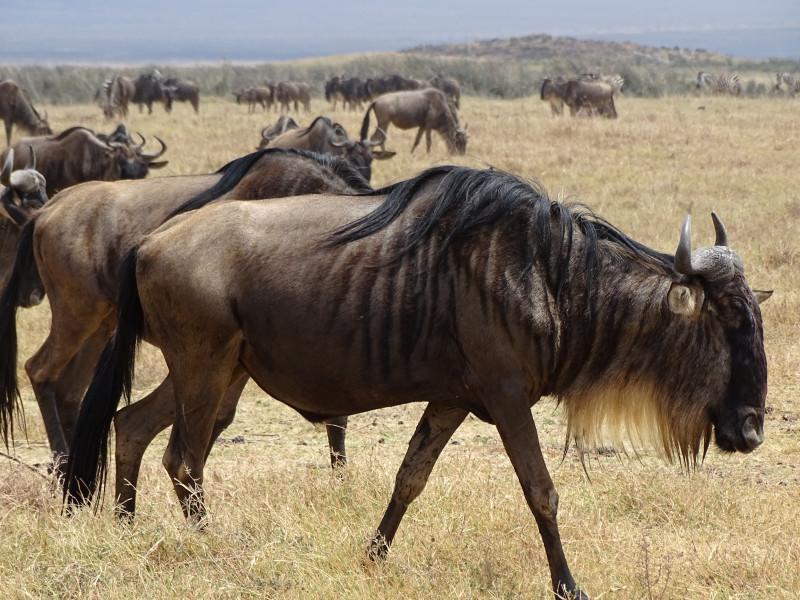 Avis de Yves Le Mercier - Voyage en Tanzanie
