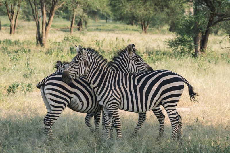 Avis de Famille Lefebvre - Voyage en Tanzanie