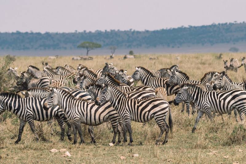 Avis de Famille d'Alexandra - Voyage en Tanzanie