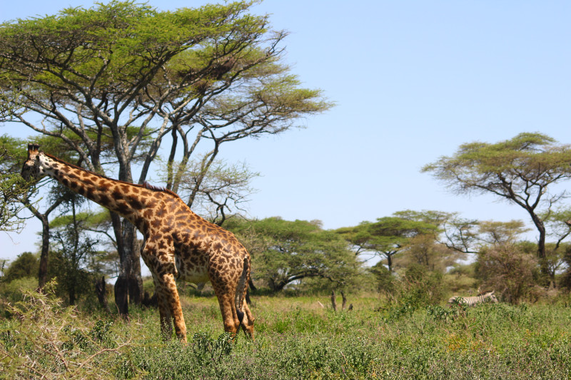 Avis de Lisa - Voyage en Tanzanie