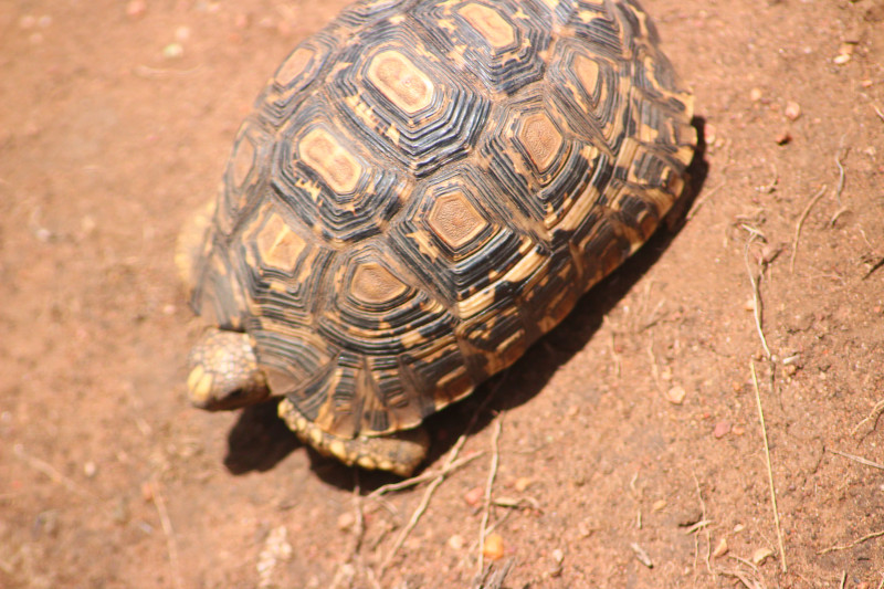 Avis de Jonas Cornil - Voyage en Tanzanie