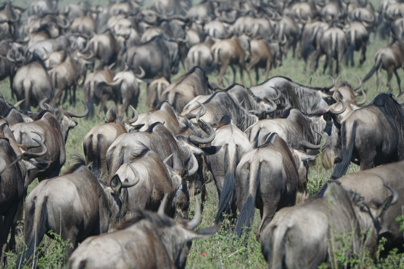 Avis de Famille Raposo - Voyage en Tanzanie