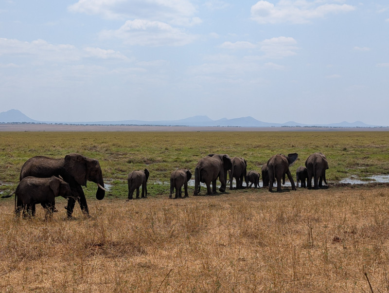 Avis de Clemence Pujol - Voyage en Tanzanie