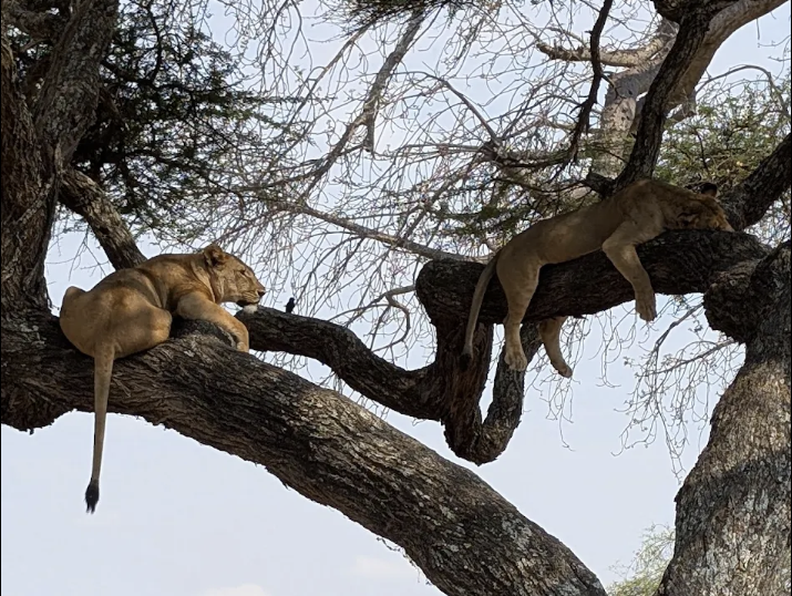 Avis de Julie Alvarez - Voyage en Tanzanie