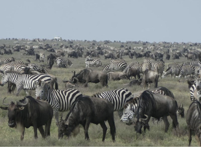 Avis de Vanessa Guarneri - Voyage en Tanzanie