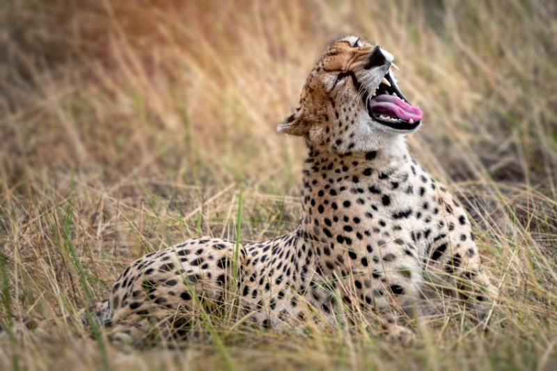 Avis de Morgane et Pierre-François - Voyage en Tanzanie