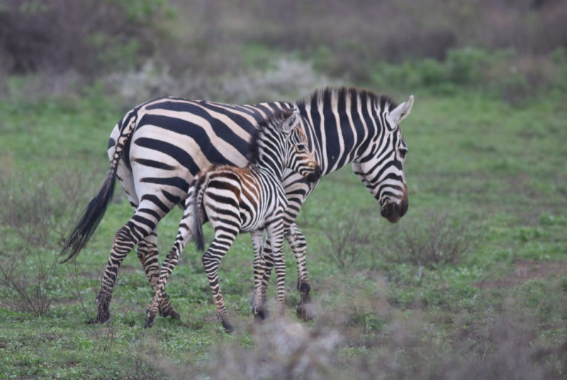 Avis de Emilie et Jérémie - Voyage en Tanzanie