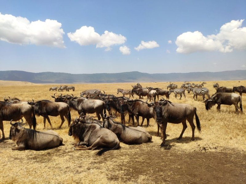 Avis de Carole - Voyage en Tanzanie