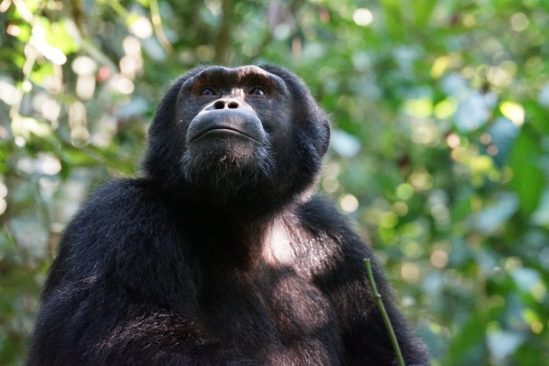 Avis de Morgane et Pierre François - Voyage en Tanzanie