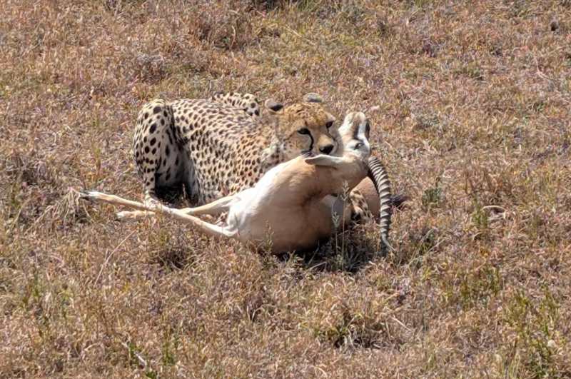 Avis de Christelle - Voyage en Tanzanie