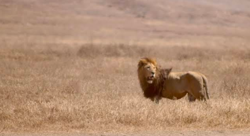 Avis de Maxime Legrou - Voyage en Tanzanie