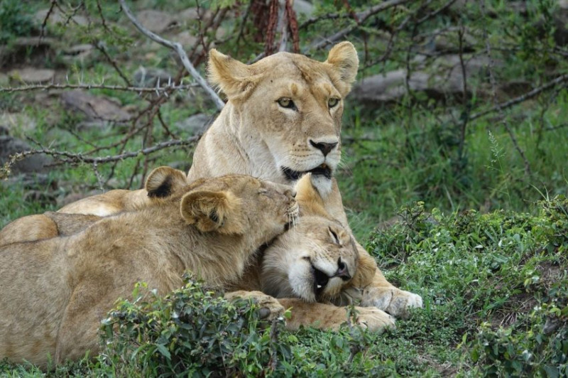 Avis de Guillaume - Voyage en Tanzanie