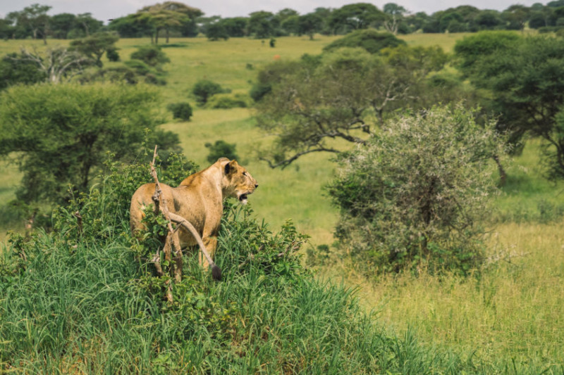 Avis de Julie - Voyage en Tanzanie