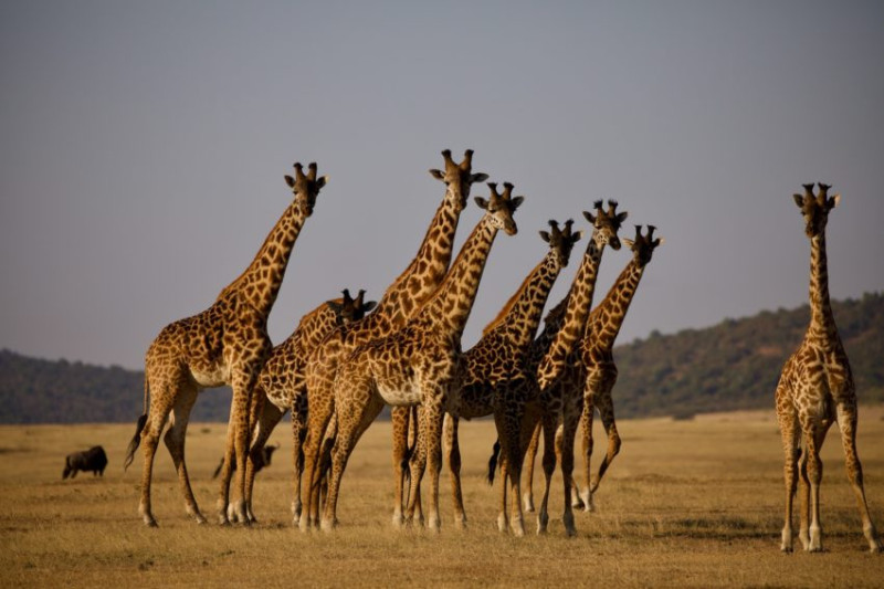Avis de Lisa - Voyage en Tanzanie
