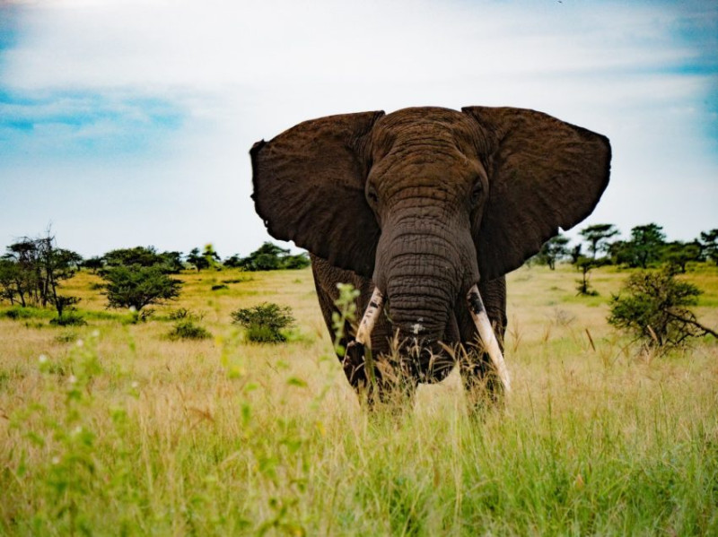 Avis de Daniel - Voyage en Tanzanie