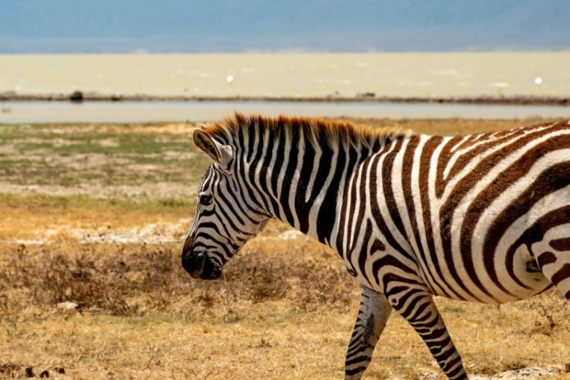 Avis de Marine - Voyage en Tanzanie