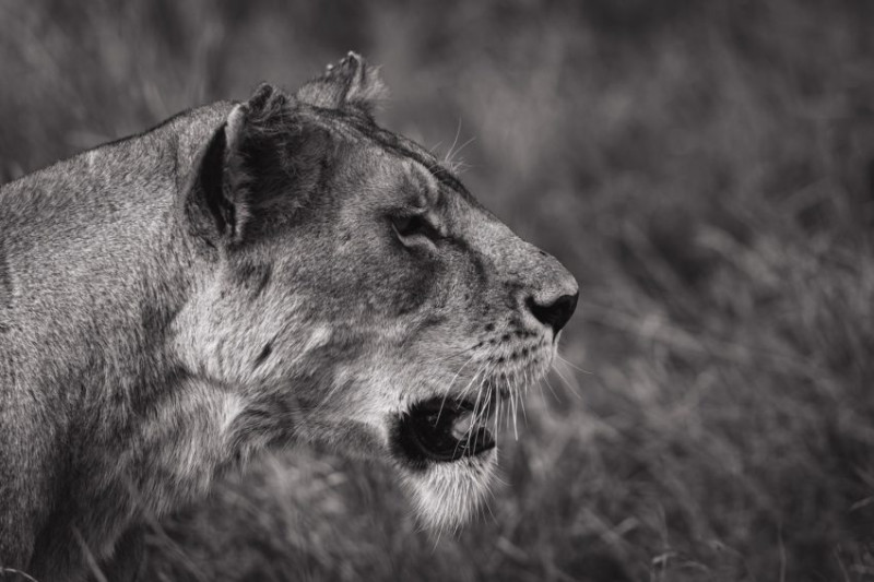 Avis de Suzana - Voyage en Tanzanie