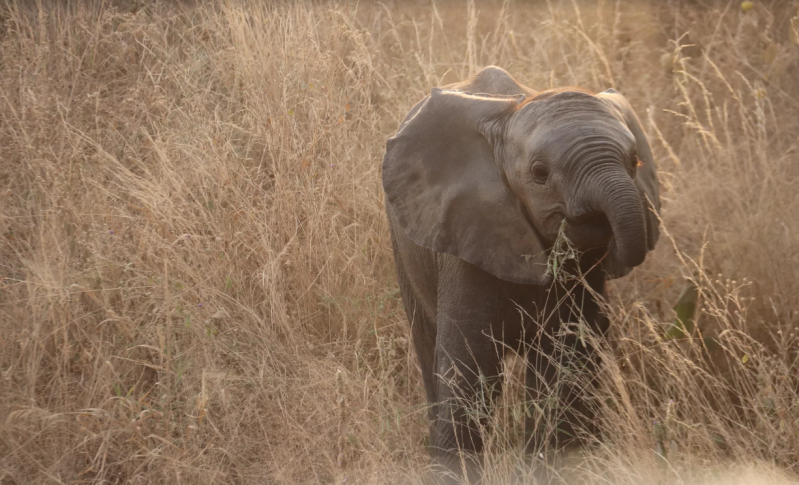 Avis de Famille Mauroy - Voyage en Tanzanie