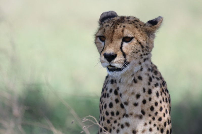 Avis de Valentine G. - Voyage en Tanzanie