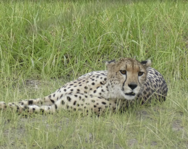 Avis de Miguel Badar - Voyage en Tanzanie