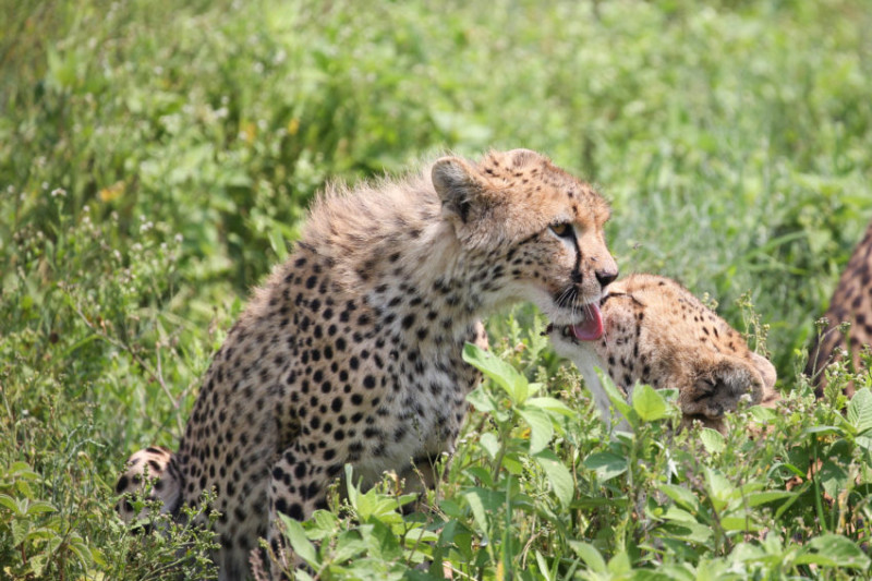 Avis de Hervé - Voyage en Tanzanie