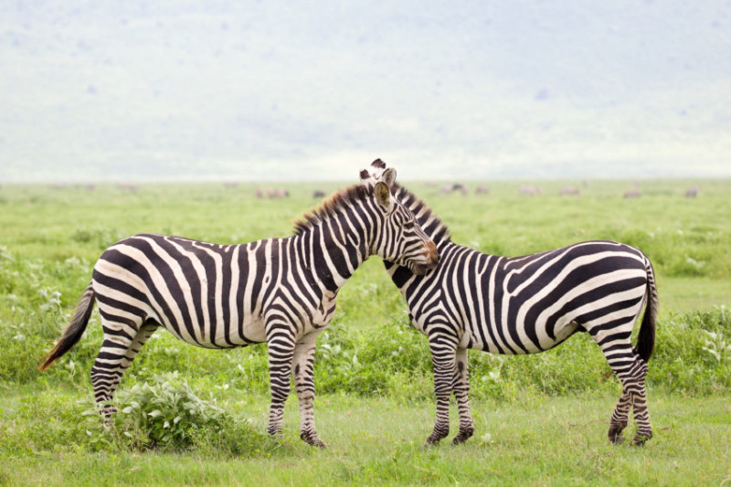 Avis de Helène - Voyage en Tanzanie