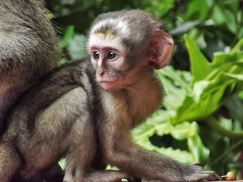 vervet-888394_1920-850x638.jpg