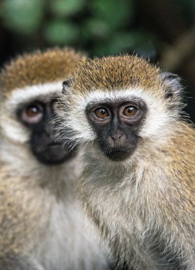 vervet-singe-taanzanie-397x550.jpg