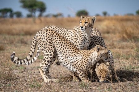 Safari en Tanzanie et découverte de Zanzibar en 15 jours