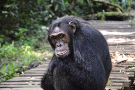 Safari en Ouganda : incontournables et grands singes 