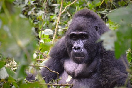 Safaris, gorilles et rencontres : la grande découverte de l'Ouganda en immersion