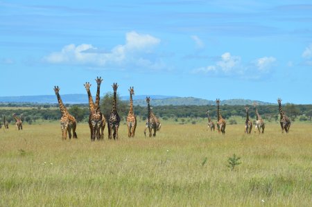 Safari combiné Kenya et Tanzanie, les plus beaux parcs d