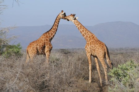 Safaris au centre du Kenya hors des sentiers battus et immersions authentiques
