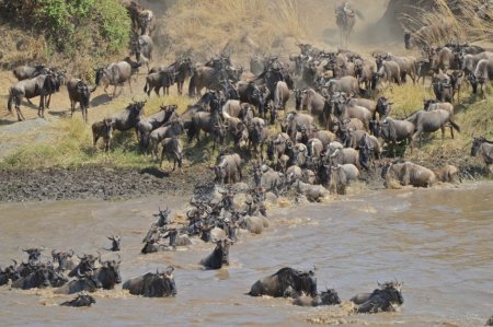 Safari Tanzanie : grande migration et traversée de la Rivière Mara
