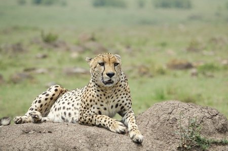 Safari au Kenya d'Amboseli à Maasai Mara : les essentiels du Sud en immersion