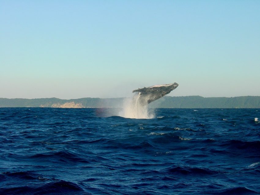 whale-2432789_1280-850x638.jpg