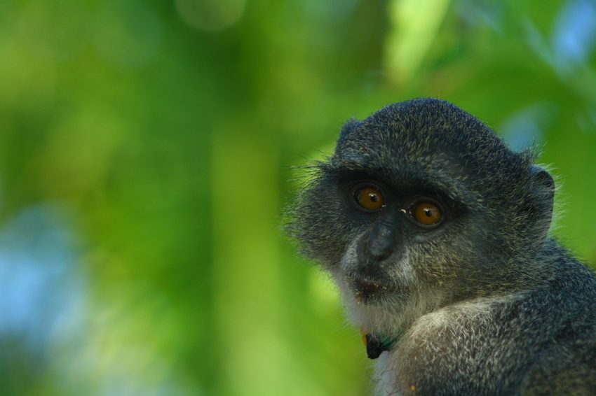 zanzibar-1227378_1280-850x566.jpg