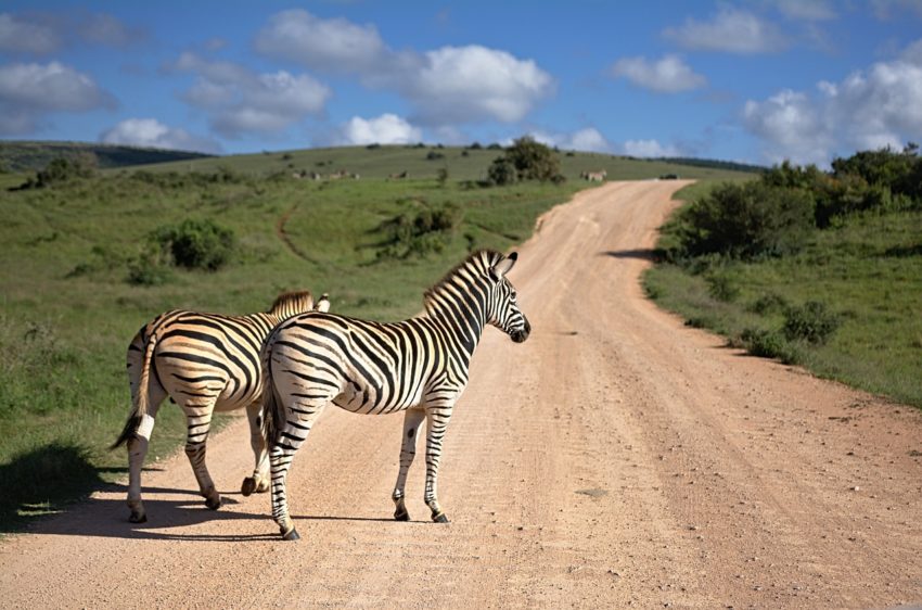 zebra-3564956_1280-850x562.jpg